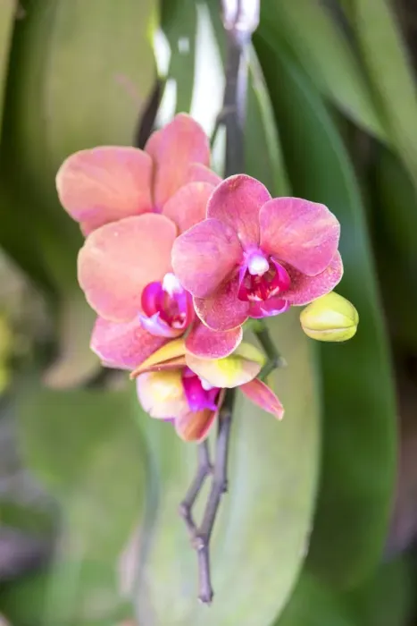 Framed Print : Orchid, USA Framed Print : Orchid, USA