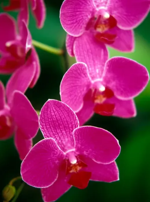 Framed Print : Orchids, Caribbean Framed Print : Orchids, Caribbean