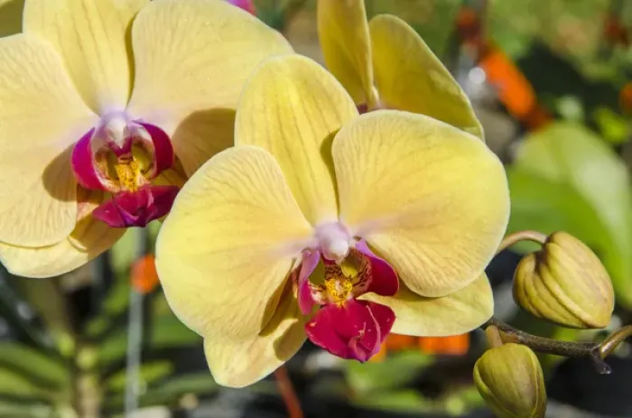 Framed Print : Orchids at the faturday farmers market Honolulu, Oahu, Hawaii Framed Print : Orchids at the faturday farmers market Honolulu, Oahu, Hawaii