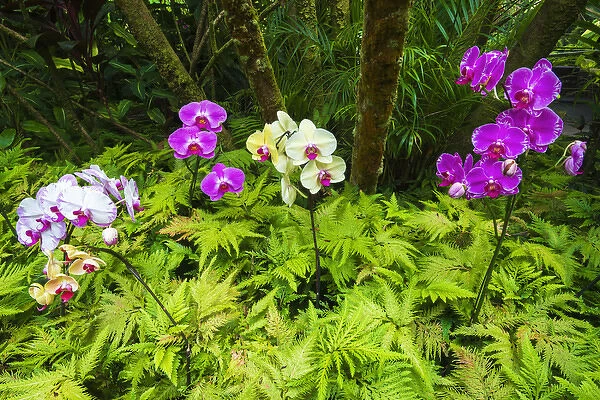 Orchids at the Hawaii Tropical Botanical Garden, Hamakua Coast, The Big Island, Hawaii