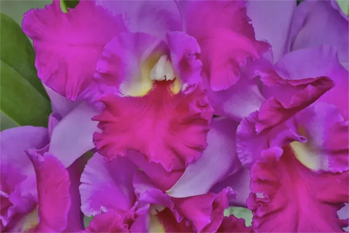 Framed Print : Orchids in Longwood Gardens Conservatory, Pennsylvania Framed Print : Orchids in Longwood Gardens Conservatory, Pennsylvania