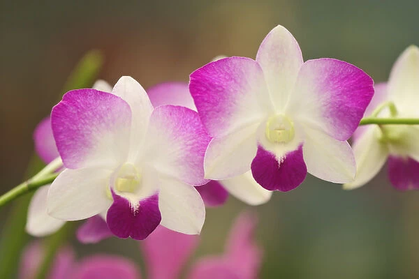 Orchids, Orchidacae spp. Selby Gardens Sarasota, Florida