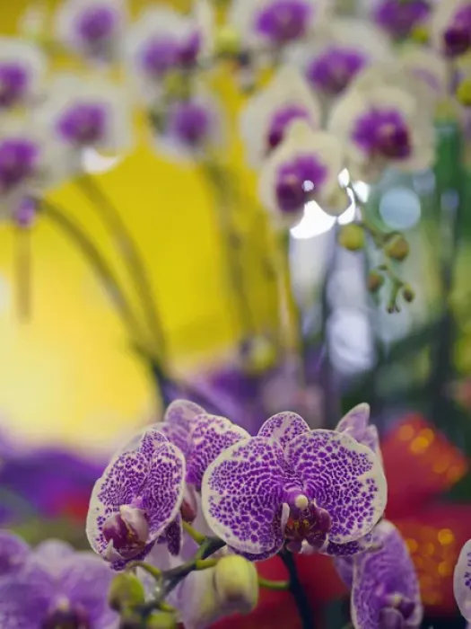 Framed Print : Orchids for sale at a market in Taipei, Taiwan
