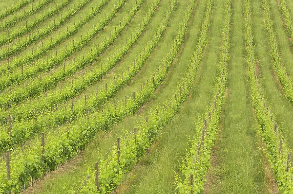Orderly rows of grape vines viewed from world renowned winery, Castle Banfi in the