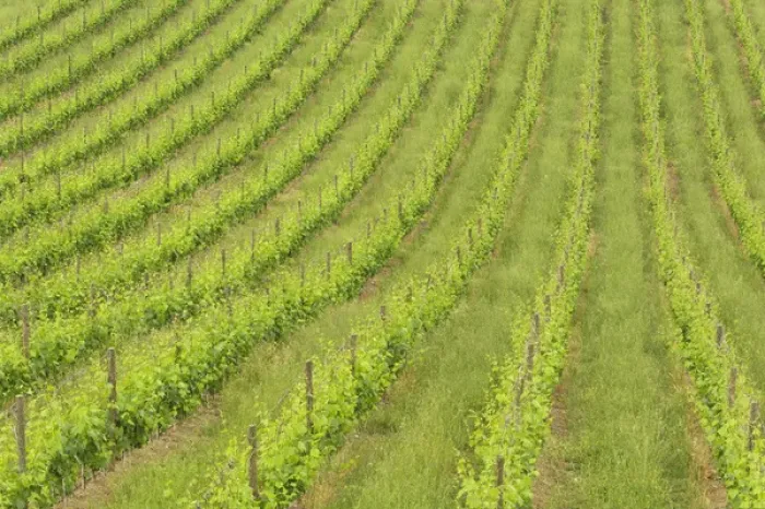 Framed Print : Orderly rows of grape vines viewed from world renowned winery, Castle Banfi in Framed Print : Orderly rows of grape vines viewed from world renowned winery, Castle Banfi in