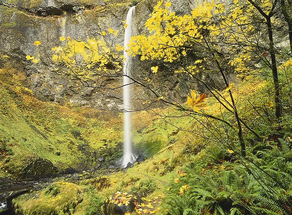 Oregon, Columbia Gorge National Scenic Area, Elowah falls in autumn