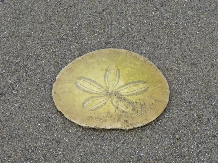 Framed Print : Oregon, Ecola State Park, Indian Beach. Sand dollar Framed Print : Oregon, Ecola State Park, Indian Beach. Sand dollar
