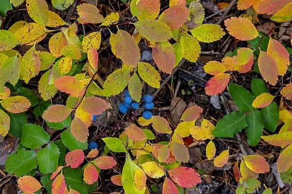Oregon grape in autumn ground cover in the Lewis and Clark National Forest, Montana, USA