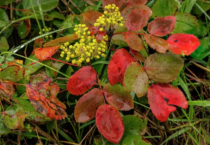 Framed Print : Oregon grape on wet day in spring in Whitefish, Montana, USA. (Editorial Use Only) Framed Print : Oregon grape on wet day in spring in Whitefish, Montana, USA. (Editorial Use Only)