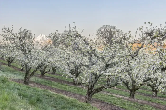 Framed Print : Oregon, Hood River. Cherry orchard and Mt. Hood Framed Print : Oregon, Hood River. Cherry orchard and Mt. Hood