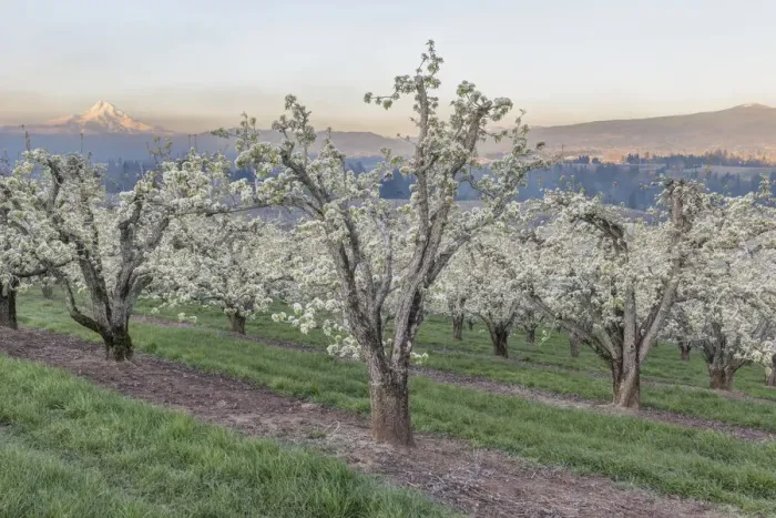 Framed Print : Oregon, Hood River. Cherry orchard and Mt. Hood Framed Print : Oregon, Hood River. Cherry orchard and Mt. Hood