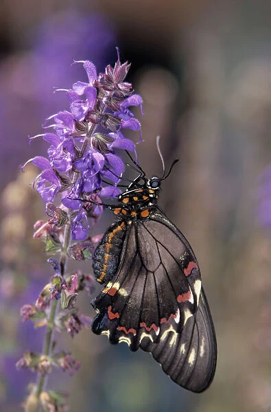 Oregon, Seaside, Butterfly, Polydamas Swallowtail, resting on May Night Sage