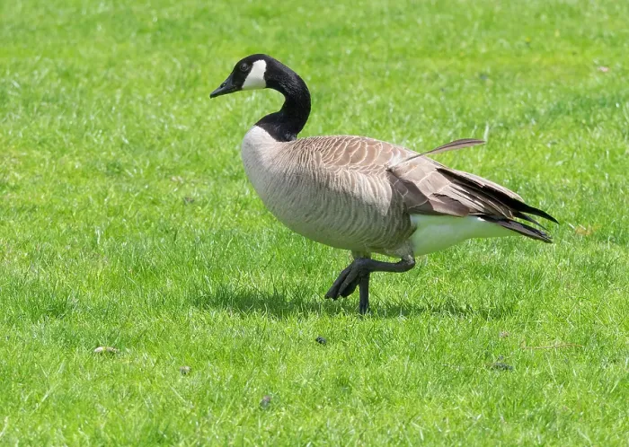 Framed Print : Oregon, USA. Columbia River Gorge National Scenic Area, Canada goose, walking in grass Framed Print : Oregon, USA. Columbia River Gorge National Scenic Area, Canada goose, walking in grass