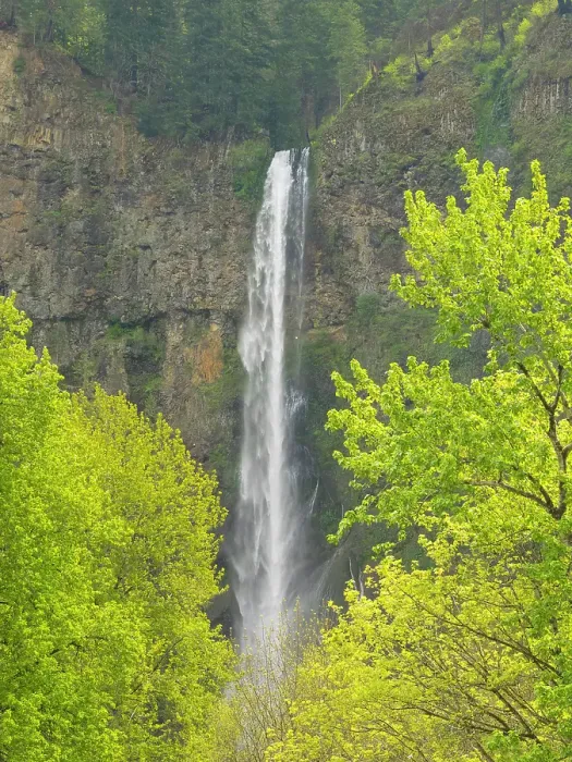 Framed Print : Oregon, USA. Columbia River Gorge National Scenic Area, Multnomah Falls and spring leaves on trees Framed Print : Oregon, USA. Columbia River Gorge National Scenic Area, Multnomah Falls and spring leaves on trees