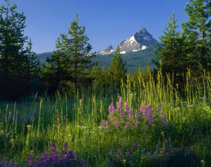 Framed Print : Oregon. USA. Mount Washington at sunrise above conifers, lupine, & grasses. Cascade Mountains Framed Print : Oregon. USA. Mount Washington at sunrise above conifers, lupine, & grasses. Cascade Mountains