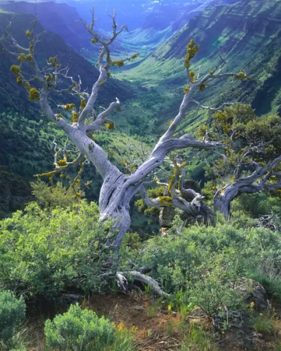 Framed Print : OREGON. USA. Mountain mahogany snags & sagebrush above glacier-carved Little Blitzen River Gorge