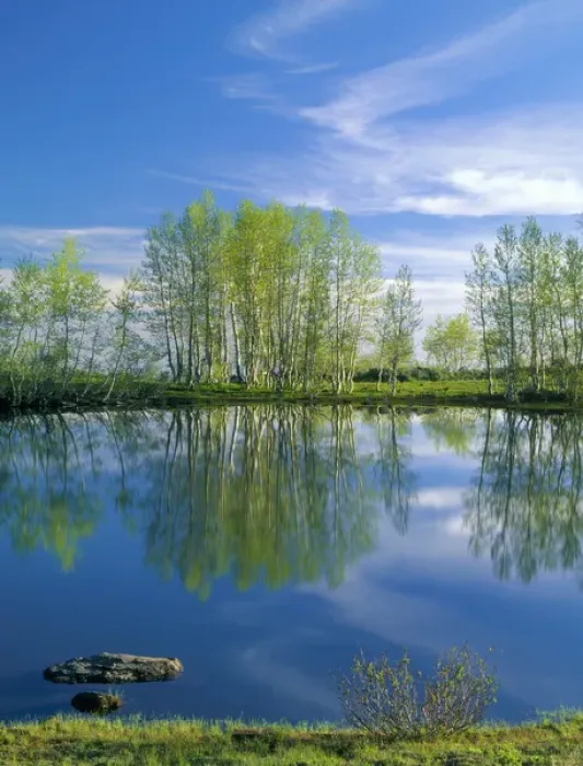 Framed Print : OREGON. USA. Pond reflects aspen & cirrus clouds at sunrise on Steens Mountain. Steens Framed Print : OREGON. USA. Pond reflects aspen & cirrus clouds at sunrise on Steens Mountain. Steens