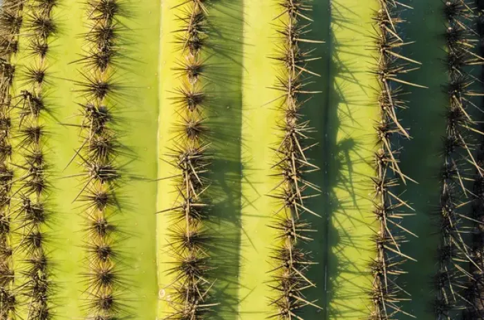 Framed Print : Organ Pipe cactus detail, Organ Pipe Cactus National Monument, Arizona USA