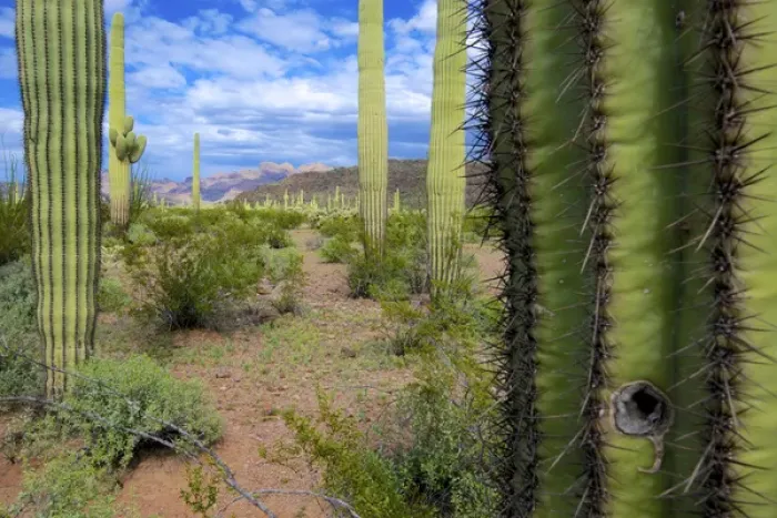 Framed Print : Organ Pipe Cactus National Monument: Ajo Mountain Drive winds through the desert forest of Saguaro Framed Print : Organ Pipe Cactus National Monument: Ajo Mountain Drive winds through the desert forest of Saguaro