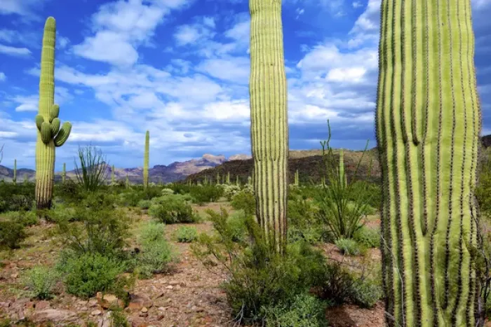 Framed Print : Organ Pipe Cactus National Monument: Ajo Mountain Drive winds through the desert forest of Saguaro Framed Print : Organ Pipe Cactus National Monument: Ajo Mountain Drive winds through the desert forest of Saguaro