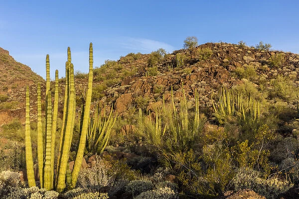 Organ Pipe cactus in Organ Pipe National Monument, Arizona, USA