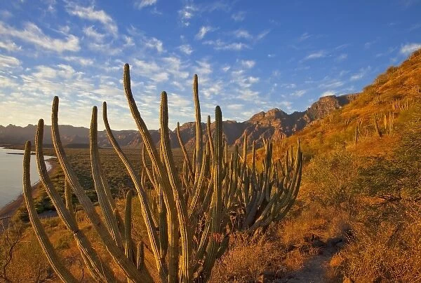 Organ Pipe cactus and the Sierra de la Giganta Range near Loreto Mexico