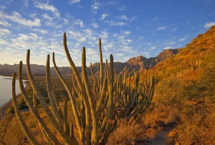 Framed Print : Organ Pipe cactus and the Sierra de la Giganta Range near Loreto Mexico