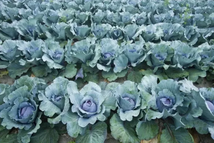 Framed Print : Organic cabbage grows at the Harlow Farm in Westminster, Vermont. Connecticut River Valley