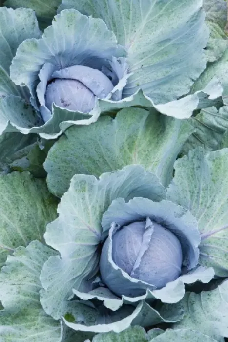 Framed Print : Organic cabbage grows at the Harlow Farm in Westminster, Vermont. Connecticut River Valley Framed Print : Organic cabbage grows at the Harlow Farm in Westminster, Vermont. Connecticut River Valley