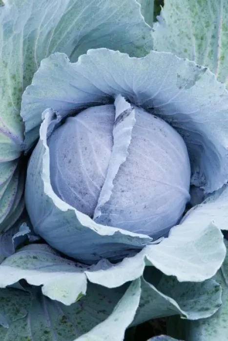 Framed Print : Organic cabbage grows at the Harlow Farm in Westminster, Vermont. Connecticut River Valley