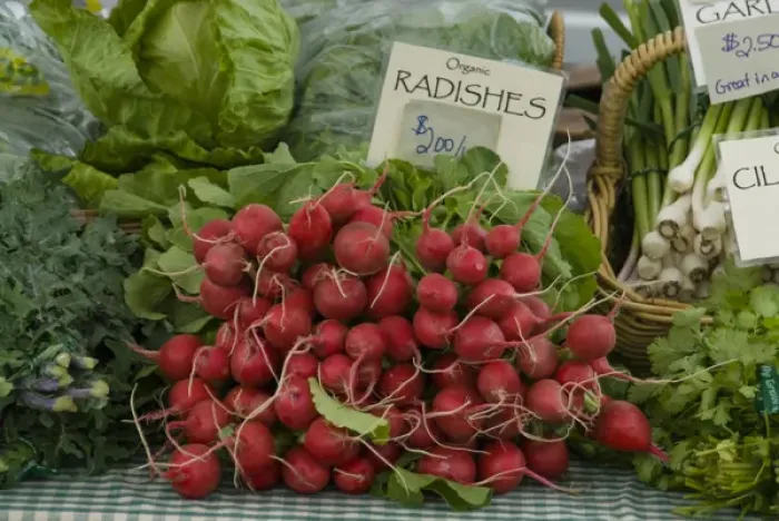 Framed Print : Organic Radishes For Sale at Carnation Farmers Market, Carnation, Washington, US