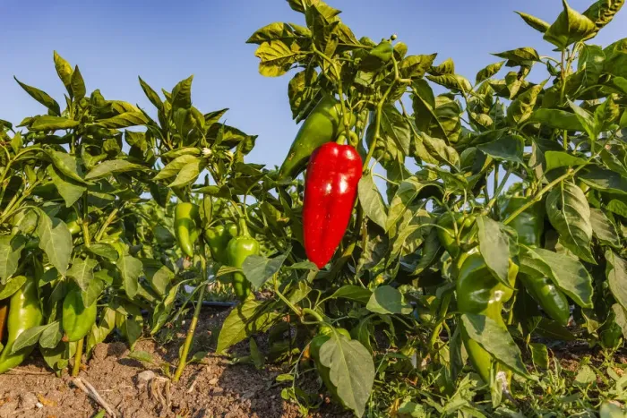 Framed Print : Organic red pepper farm, Marmara region, Turkey