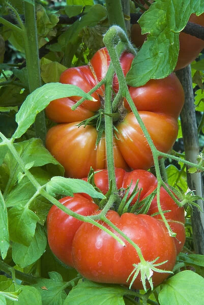 Organic tomatoes on the plant