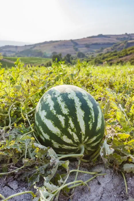 Framed Print : Organic watermelon farm, Marmara region, Turkey Framed Print : Organic watermelon farm, Marmara region, Turkey