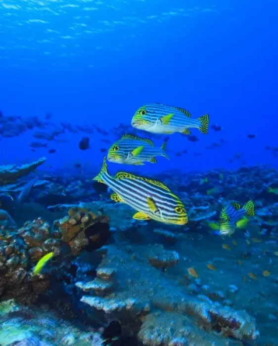 Framed Print : Oriental Sweetlips (Plectorhinchus vittatus), North Huvadhoo Atoll, Southern Maldives Framed Print : Oriental Sweetlips (Plectorhinchus vittatus), North Huvadhoo Atoll, Southern Maldives