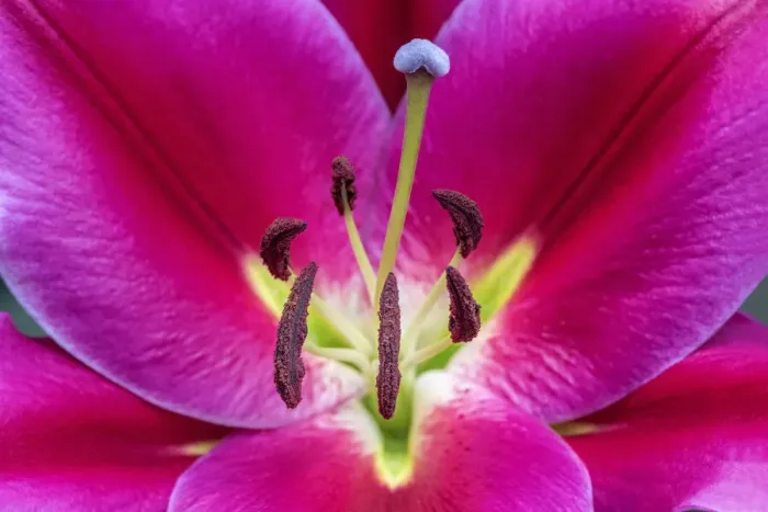 Framed Print : Oriental Trumpet Lily Framed Print : Oriental Trumpet Lily