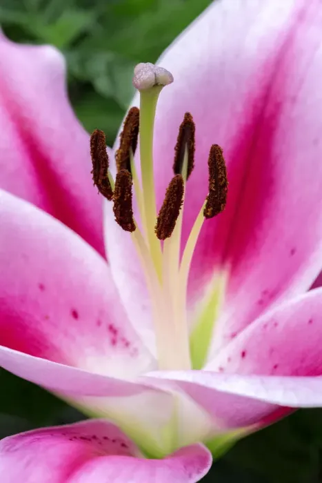 Framed Print : Oriental Trumpet Lily Framed Print : Oriental Trumpet Lily