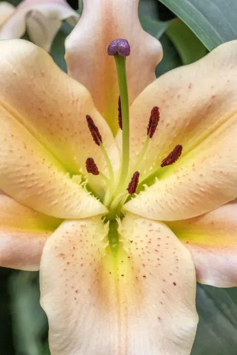 Framed Print : Oriental Trumpet Lily Framed Print : Oriental Trumpet Lily