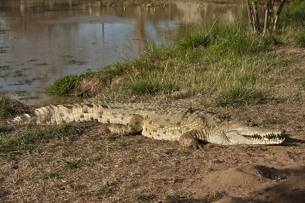 Orinoco Crocodile (Crocodylus intermedius) captive juvenile for release into the wild