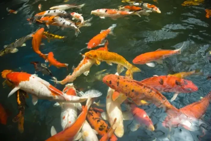 Framed Print : Ornament Koi or Common Carp (Cyprinus carpio), Shopping Mall Pond, Malacca, Historic Melaka Framed Print : Ornament Koi or Common Carp (Cyprinus carpio), Shopping Mall Pond, Malacca, Historic Melaka