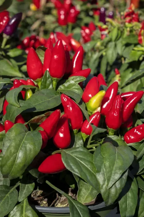 Framed Print : Ornamental pepper plant Framed Print : Ornamental pepper plant