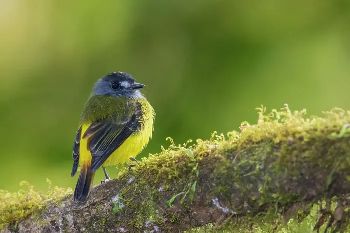 Framed Print : Ornate flycatcher, cloud forest, Andes, Ecuador Framed Print : Ornate flycatcher, cloud forest, Andes, Ecuador