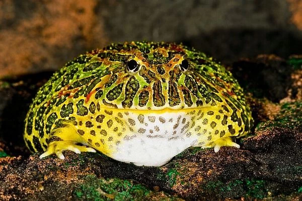 Ornate Horn Frog