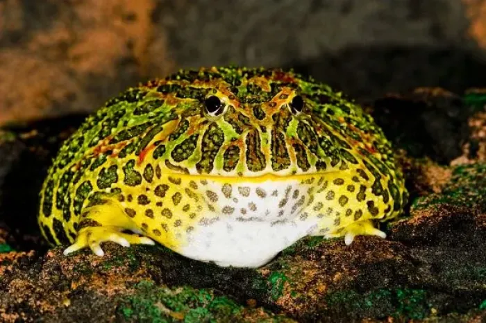 Framed Print : Ornate Horn Frog Framed Print : Ornate Horn Frog