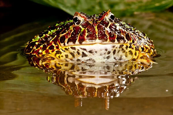 Ornate Horn Frog, Ceratophrys ornata, Native to Northern South America