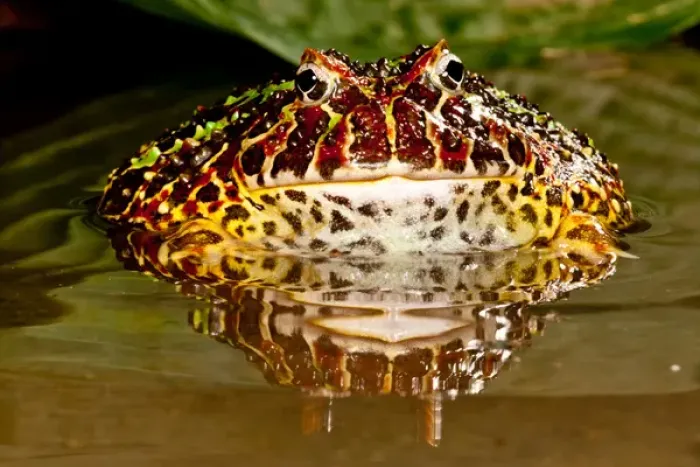 Framed Print : Ornate Horn Frog, Ceratophrys ornata, Native to Northern South America Framed Print : Ornate Horn Frog, Ceratophrys ornata, Native to Northern South America