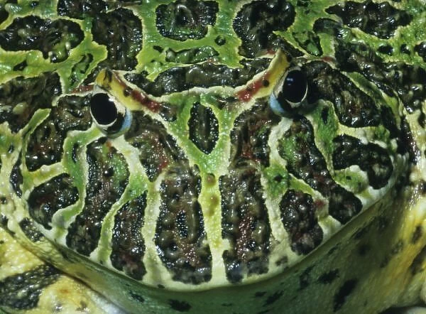 Ornate Horned Frog, (Ceratophrys ornata), South America