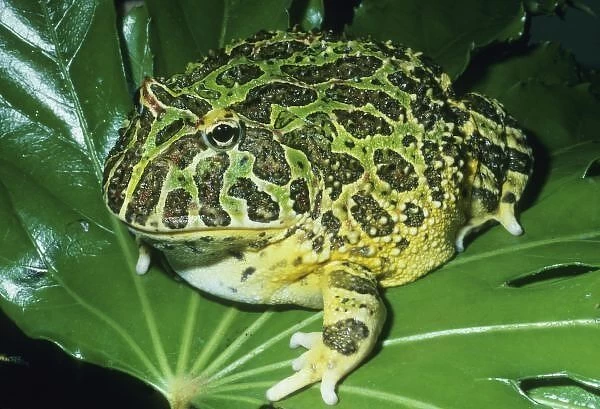 Ornate Horned Frog, (Ceratophrys ornata), Brazil, portrait of an ornate horned frog