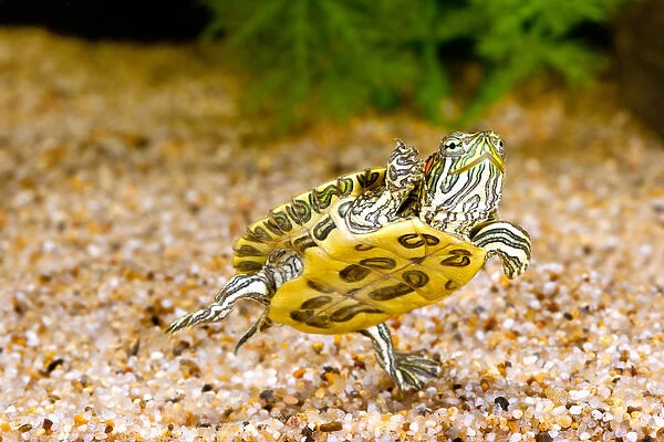 Ornate Red EarTurtle, Chrysemys scripta elegans, Native to Southern US