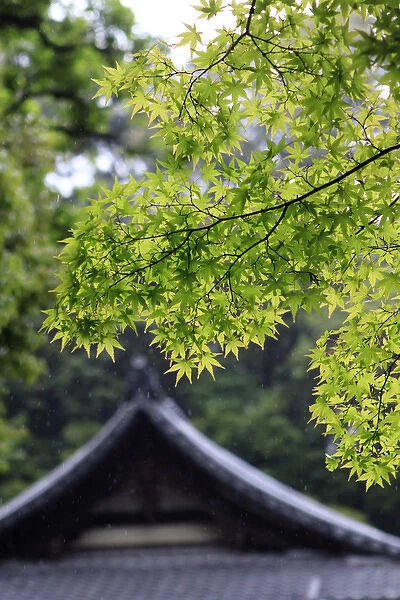 Ornately designed roof and Japanese Maple Leaves in their bright green Spring foliage